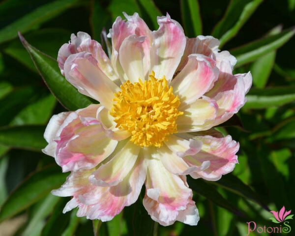 GREEN LOTUS - Image 3