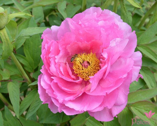 HANA-KISOI
