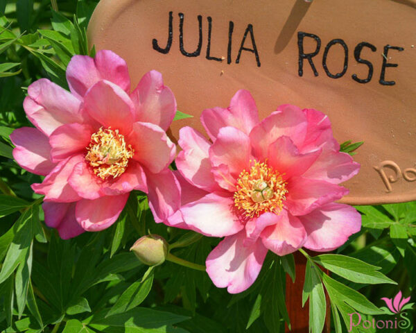 JULIA ROSE