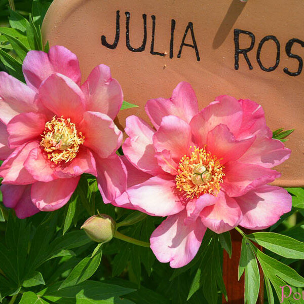 JULIA ROSE