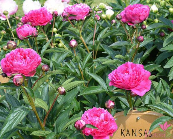 KANSAS - Image 5