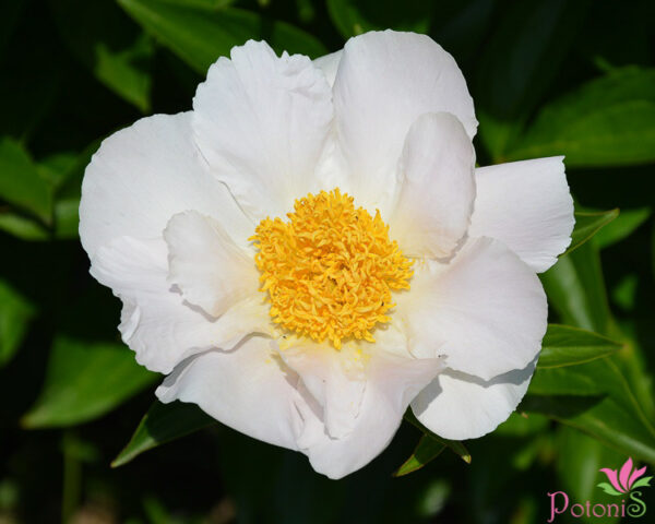 KRINKLED WHITE - Image 3