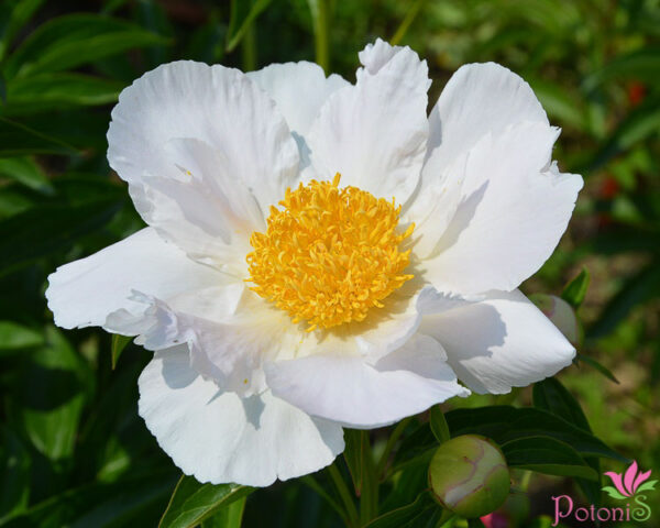 KRINKLED WHITE