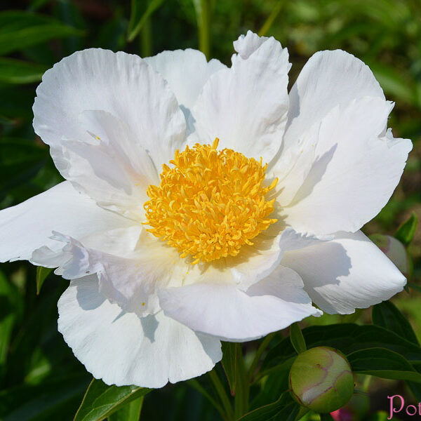 KRINKLED WHITE
