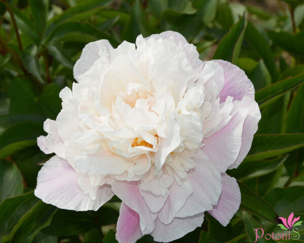 LADY ALEXANDRA DUFF