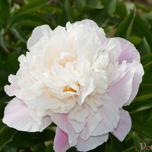 LADY ALEXANDRA DUFF