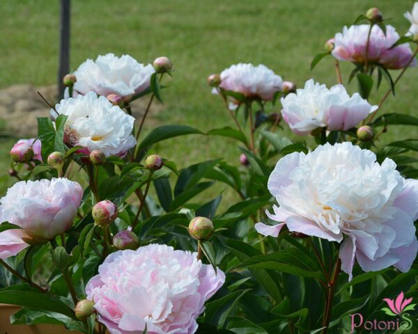 LADY ALEXANDRA DUFF - Image 2