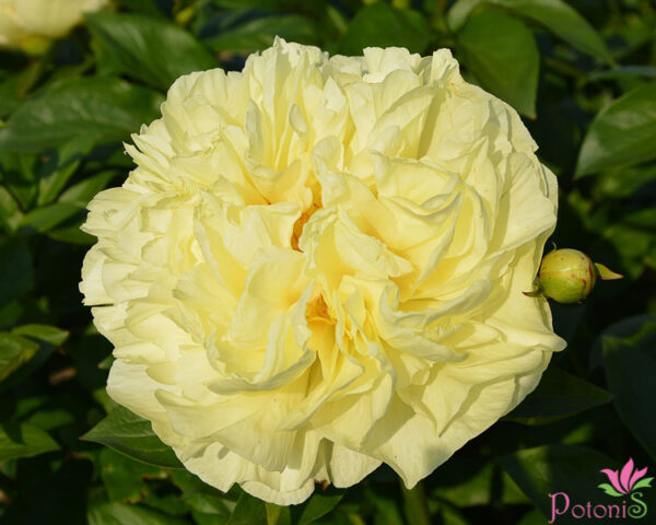 LEMON CHIFFON