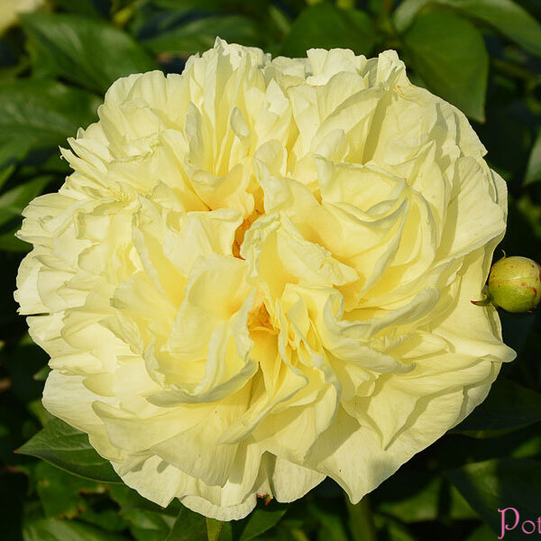 LEMON CHIFFON