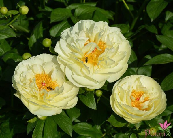 LEMON CHIFFON - Image 2