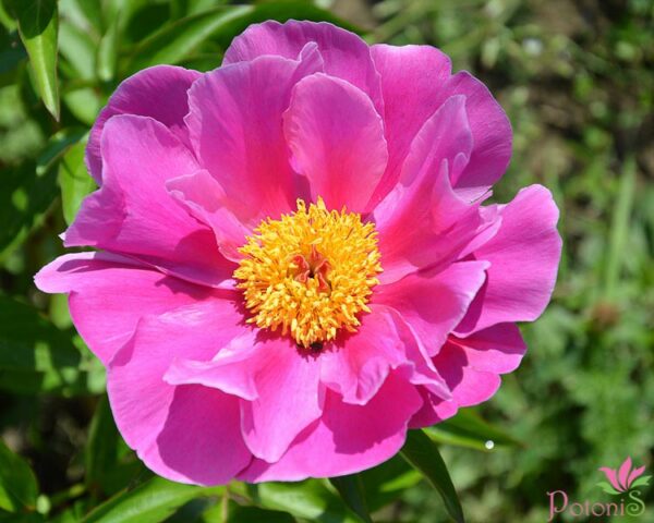 MAGENTA GEM