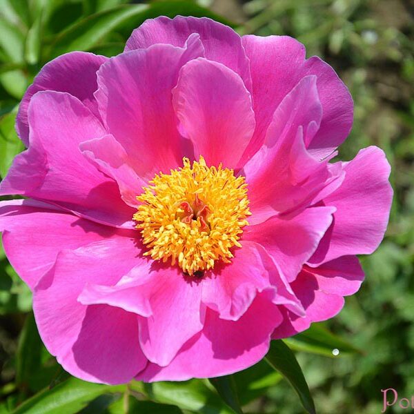 MAGENTA GEM