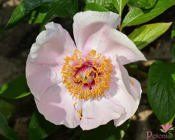 MAI FLEURI