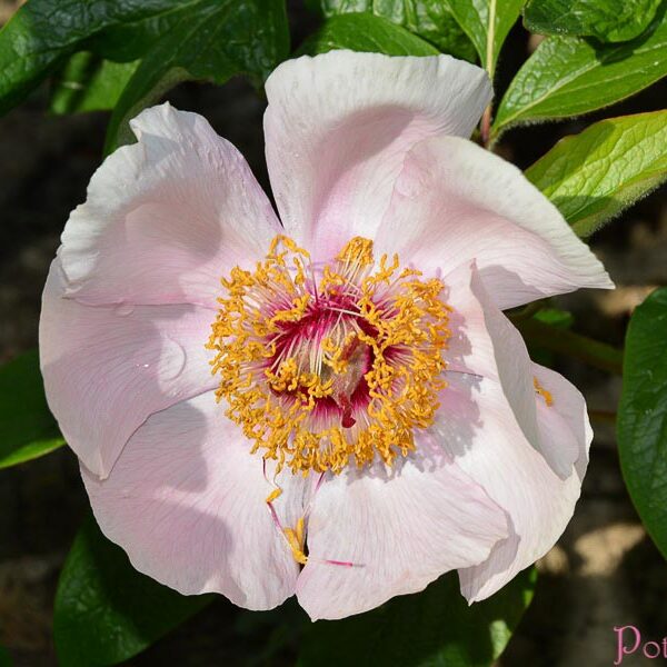 MAI FLEURI