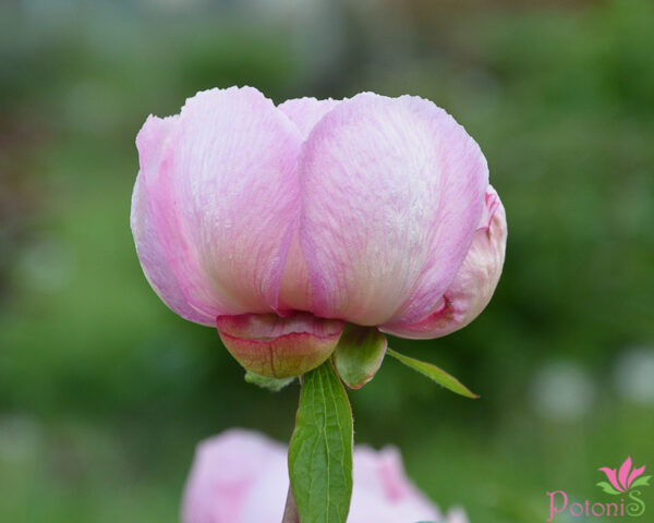 MAI FLEURI - Image 2
