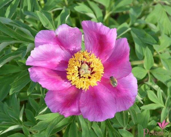 MOLLIS - Image 2