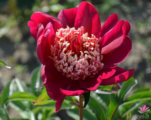 NIPPON BEAUTY