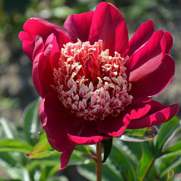 NIPPON BEAUTY
