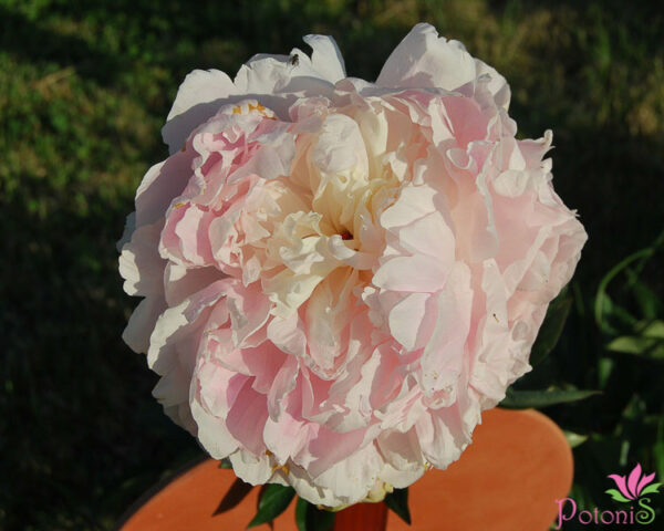 NORMA VOLZ - Image 2