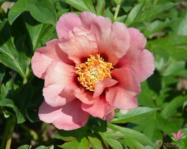 OLD ROSE DANDY