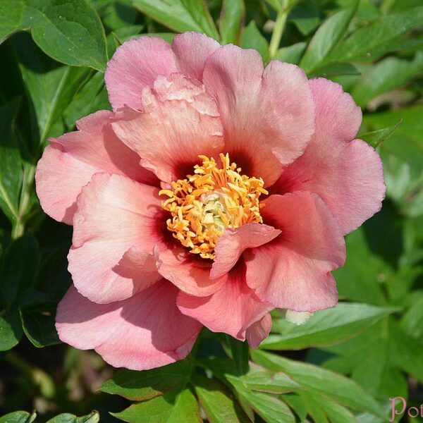 OLD ROSE DANDY