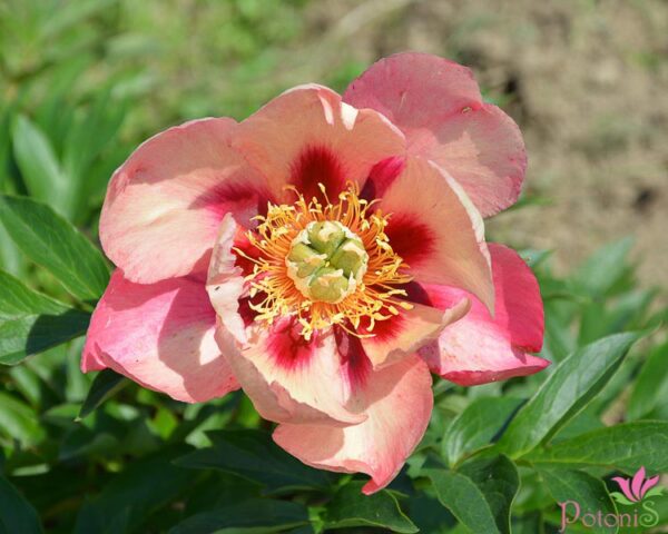OLD ROSE DANDY - Image 2