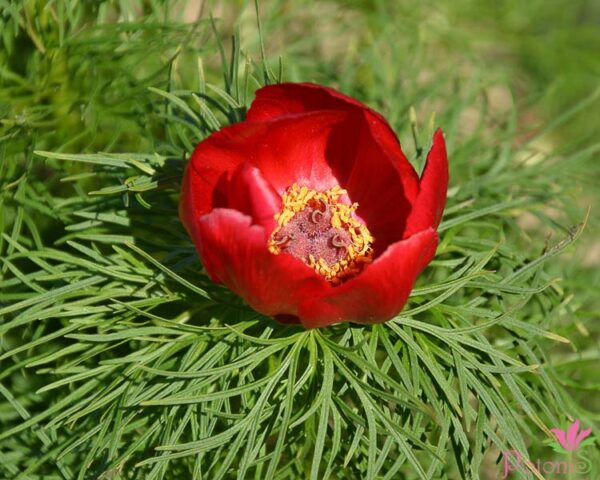 P. TENUIFOLIA