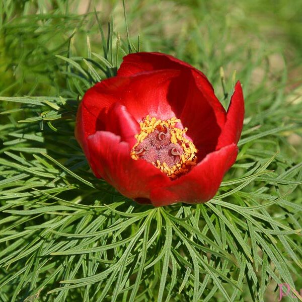 P. TENUIFOLIA