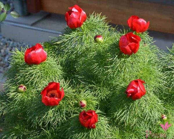 P. TENUIFOLIA - Image 2