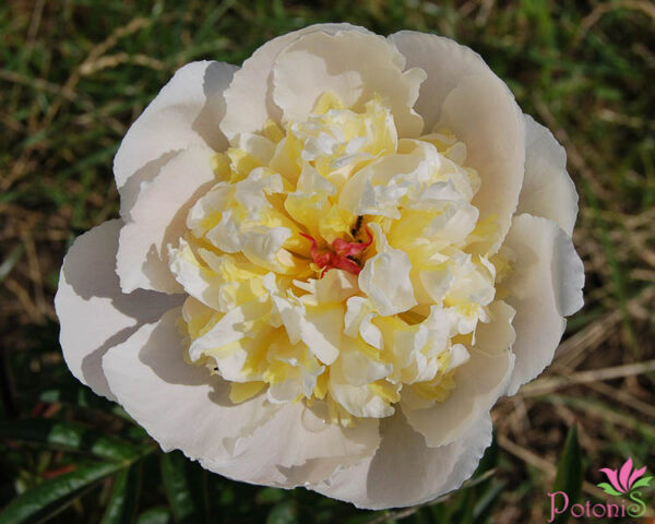PEACH FLUFF - Image 2