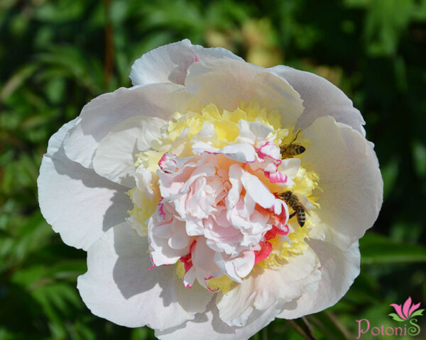 PEACH FLUFF