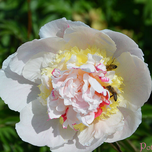 PEACH FLUFF