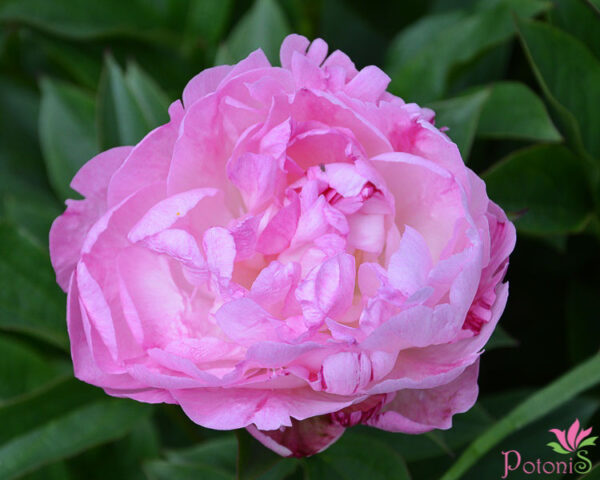 PETITE ELEGANCE - Image 2