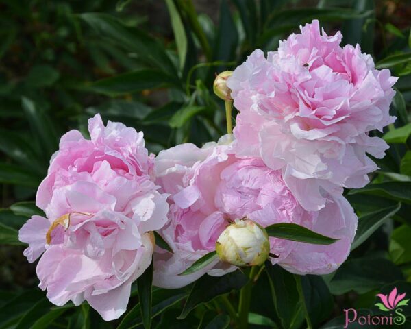 PINK GIANT