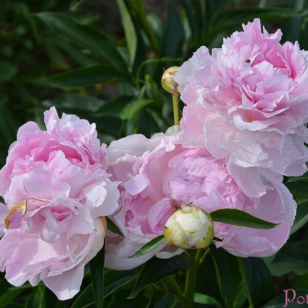 PINK GIANT
