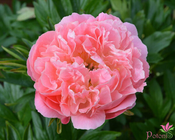 PINK HAWAIIAN CORAL - Image 2