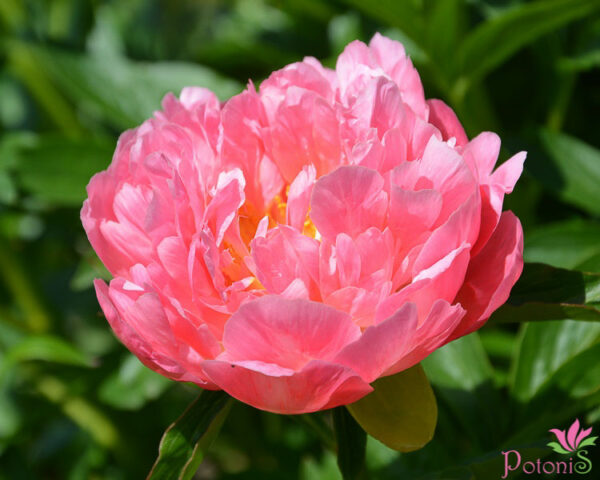 PINK HAWAIIAN CORAL