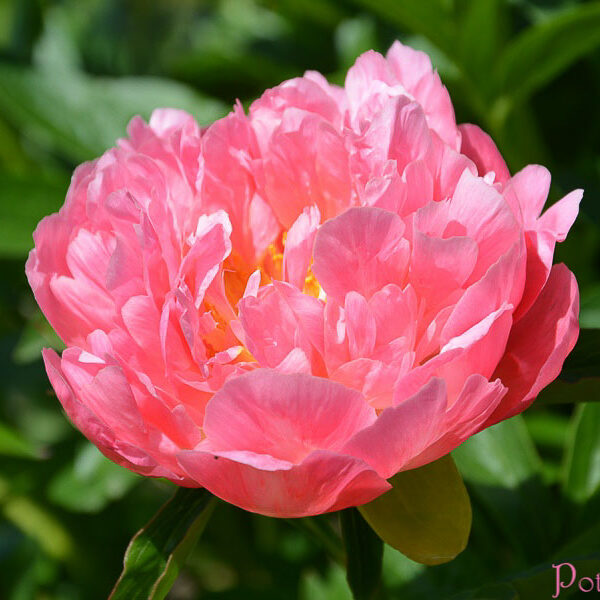 PINK HAWAIIAN CORAL