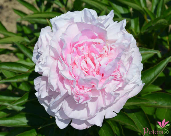 PINK PARFAIT - Image 2