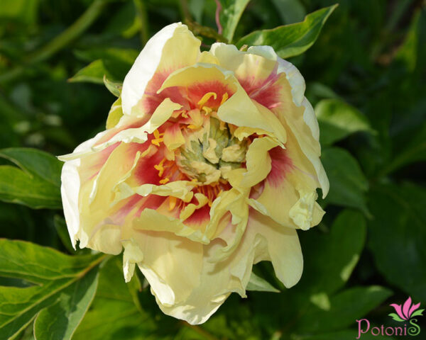 PRAIRIE CHARM - Image 2