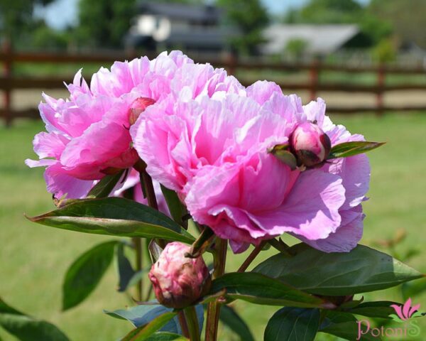 PRINCESS MARGARET
