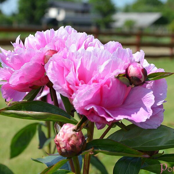 PRINCESS MARGARET