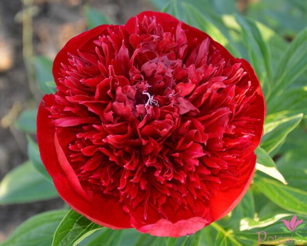 RED CHARM - Image 3