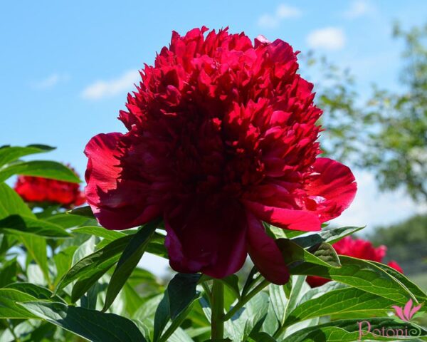 RED CHARM