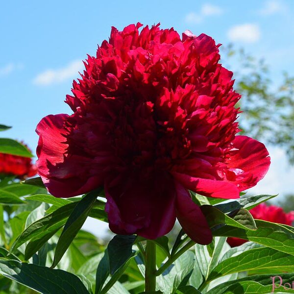 RED CHARM