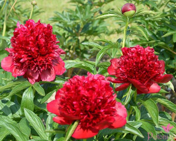 RED CHARM - Image 2