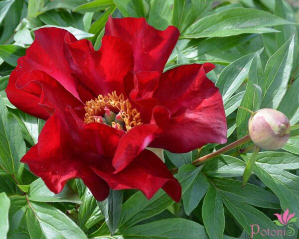 SCARLET HEAVEN - Image 2