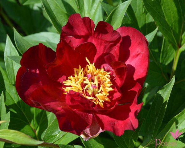SCARLET HEAVEN