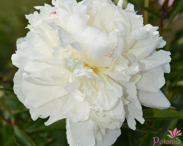 SHIRLEY TEMPLE - Image 3