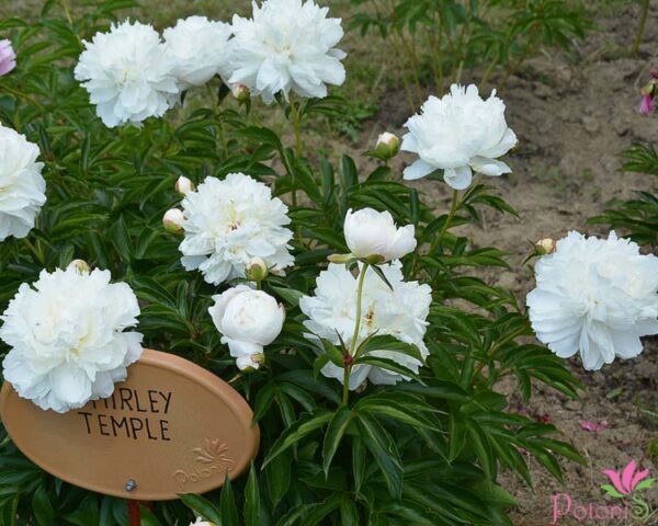 SHIRLEY TEMPLE - Image 2